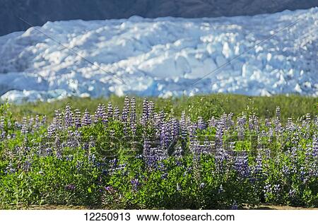 Mendenhall Glacier in Mendenhall Valley with Nootka Lupine in the foreground, Tongass National Forest; Alaska, United States of America View Large Photo Image Stock Image - Mendenhall Glacier in Mendenhall Valley with Nootka Lupine in the foreground, Tongass National Forest; Alaska, United States of America. Fotosearch