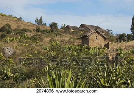 Merina House Surrounded By Succulent Vegetation Along The Road Between Ambositra & Ambavalao, Fianarantsoa Province, Madagascar View Large Photo Image Stock Photograph - Merina House Surrounded By Succulent Vegetation Along The Road Between Ambositra & Ambavalao, Fianarantsoa Province, Madagascar. Fotosearch