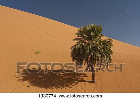 Picture - Merzouga, Morocco.. Fotosearch
