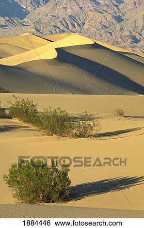 Stock Photograph - Mesquite Dunes And Bushes In Death Valley. Fotosearch