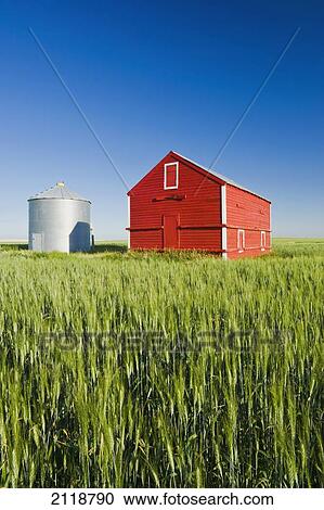 Metal Grain Bin And Wooden Grain Bin In Wheat Field; Sceptre Saskatchewan Canada View Large Photo Image Stock Image - Metal Grain Bin And Wooden Grain Bin In Wheat Field; Sceptre Saskatchewan Canada. Fotosearch