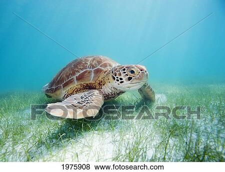 Mexico, Akumal, Green Sea Turtle (Chelonia Mydas) An Endangered Species. View Large Photo Image Stock Photo - Mexico, Akumal, Green Sea Turtle (Chelonia Mydas) An Endangered Species.. Fotosearch