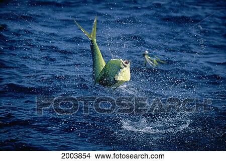 Picture - Mexico, Baja, California Sur, Magdalena Bay, Full Body Out Of Ocean Of Mahimahi Caught On Lure Jumping (Coryphaena Hippurus). Fotosearch