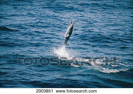 Mexico, Baja, California Sur, Magdalena Bay, Close-Up Striped Marlin Jumping, Vertical To Ocean Surface, Splash (Tetrapturus Audax) View Large Photo Image Stock Image - Mexico, Baja, California Sur, Magdalena Bay, Close-Up Striped Marlin Jumping, Vertical To Ocean Surface, Splash (Tetrapturus Audax). Fotosearch