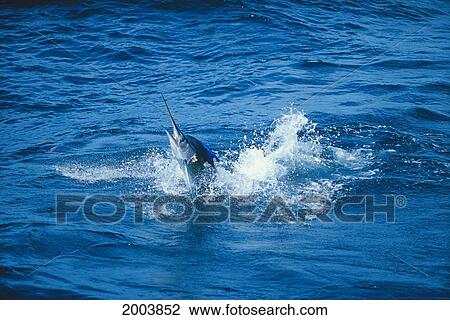 Stock Image - Mexico, Baja, California Sur, Magdalena Bay, Close-Up Striped Marlin At Ocean Surface, Head Splash (Tetrapturus Audax). Fotosearch