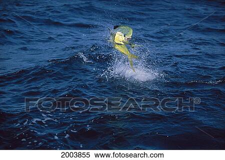 Mexico, Baja, California Sur, Magdalena Bay, Mahimahi Jumping Front Angle With Body Twisted Coryphaena Hippurus View Large Photo Image Stock Photography - Mexico, Baja, California Sur, Magdalena Bay, Mahimahi Jumping Front Angle With Body Twisted Coryphaena Hippurus. Fotosearch