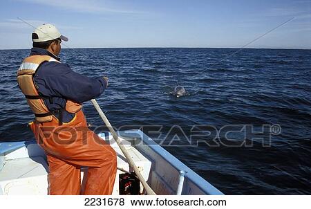 Stock Photo - Mexico, Baja California Sur, Man Looking At Dolphins From Boat; Laguna San Ignacio. Fotosearch