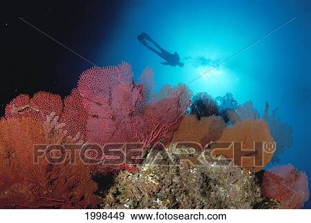 Mexico, Baja, Sea Of Cortez, Diver And Gorgonian Fans, Sunburst, B1314 View Large Photo Image Stock Photo - Mexico, Baja, Sea Of Cortez, Diver And Gorgonian Fans, Sunburst, B1314. Fotosearch