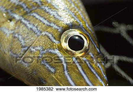 Stock Image - Mexico, Cabo San Lucas, Close-Up Of Fish Eye And Striped Scales.. Fotosearch