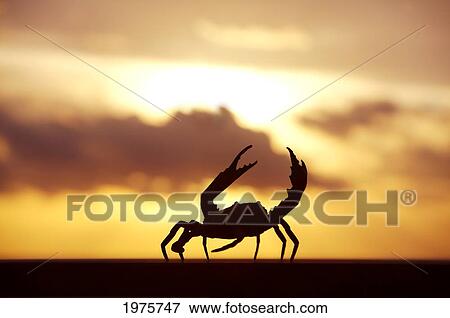 Mexico, Cabo San Lucas, Crab Walking On Railing In Sunset; Baja California Sur View Large Photo Image Stock Photo - Mexico, Cabo San Lucas, Crab Walking On Railing In Sunset; Baja California Sur. Fotosearch