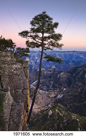 Stock Photography - Mexico, Chihuahua, Apache Pine Tree On The Rim Of Copper Canyon Near Barrancas.. Fotosearch