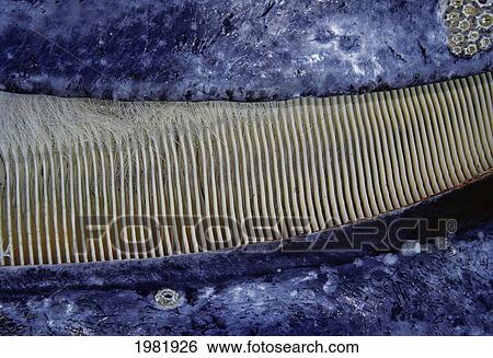 Stock Photograph - Mexico, Close- up of baleen of gray whale (Eschrichtius robustus); San Ignacio Lagoon. Fotosearch