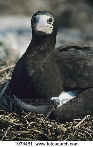 Mexico, Close up of Brown Footed Booby Bird with chick peeking; Santa Isabela Island View Large Photo Image Stock Image - Mexico, Close up of Brown Footed Booby Bird with chick peeking; Santa Isabela Island. Fotosearch