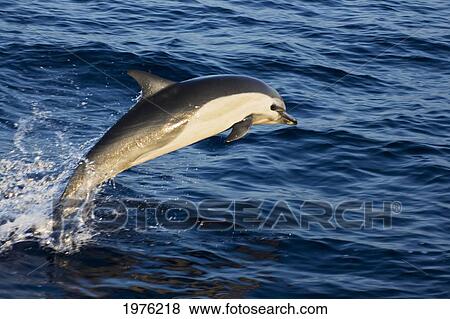 Mexico Coast, Common Dolphin (Delphinus Delphis) Jumping From Deep Blue Sea. View Large Photo Image Stock Photo - Mexico Coast, Common Dolphin (Delphinus Delphis) Jumping From Deep Blue Sea.. Fotosearch