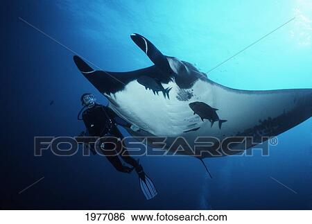 Mexico, Diver Interacts With Large Manta Ray In Deep Blue Water. View Large Photo Image Stock Photograph - Mexico, Diver Interacts With Large Manta Ray In Deep Blue Water.. Fotosearch