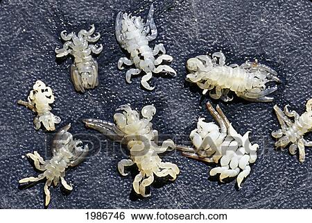 Mexico, Found on Gray Whale (Eschrichtius Robustus); San Ignacio Lagoon, Whale Lice (Cyamus Scammoni) also known as Cyamid Amphipods View Large Photo Image Stock Photograph - Mexico, Found on Gray Whale (Eschrichtius Robustus); San Ignacio Lagoon, Whale Lice (Cyamus Scammoni) also known as Cyamid Amphipods. Fotosearch