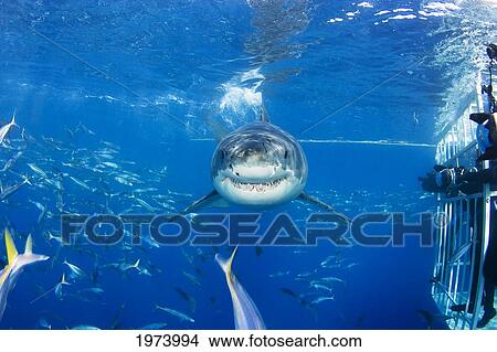 Mexico, Great White Shark (Carcharodon Carcharias); Guadalupe Island View Large Photo Image Picture - Mexico, Great White Shark (Carcharodon Carcharias); Guadalupe Island. Fotosearch