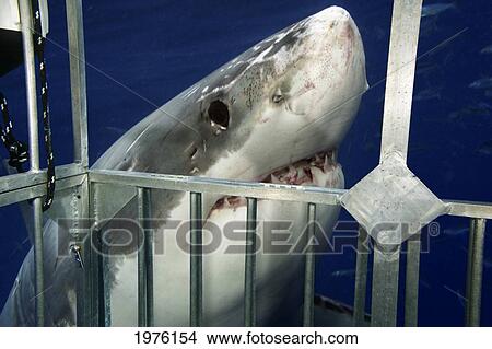 Picture - Mexico, Great White Shark (Carcharodon Carcharias) Near Safety Steel Cage; Guadalupe Island. Fotosearch