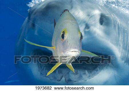 Stock Image - Mexico, Great White Shark (Carcharodon Carcharias) With Digital Composite Of Snapper (Lutjanus Kasmira) Ready To Be Eaten; Guadalupe Island. Fotosearch