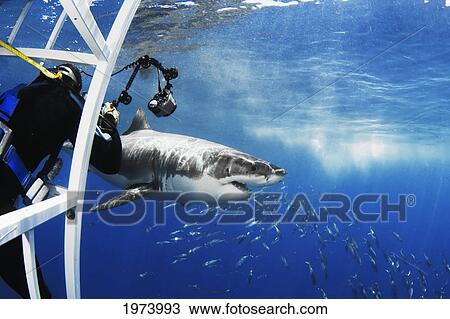 Stock Image - Mexico, Great White Shark (Carcharodon Carcharias) Observing Caged Divers; Guadalupe Island. Fotosearch