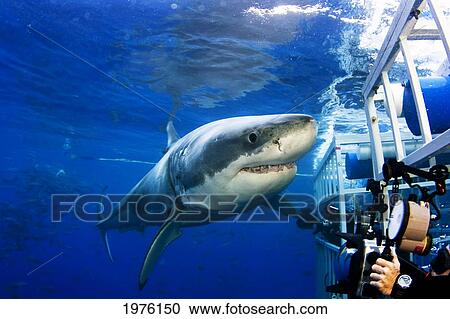 Stock Image - Mexico, Great White Shark (Carcharodon Carcharias) Observing Caged Divers; Guadalupe Island. Fotosearch