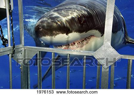 Mexico, Great White Shark (Carcharodon Carcharias) Facing Steel Cage; Guadalupe Island View Large Photo Image Stock Image - Mexico, Great White Shark (Carcharodon Carcharias) Facing Steel Cage; Guadalupe Island. Fotosearch