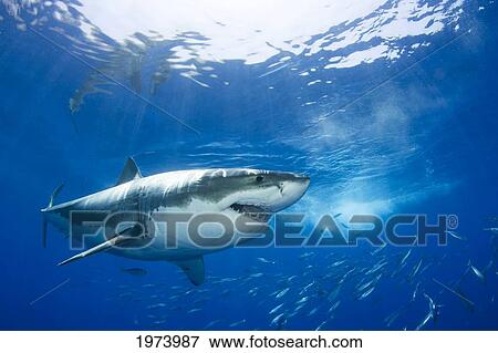 Mexico, Great White Shark (Carcharodon Carcharias); Guadalupe Island View Large Photo Image Stock Photo - Mexico, Great White Shark (Carcharodon Carcharias); Guadalupe Island. Fotosearch