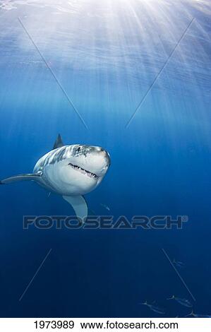 Stock Photo - Mexico, Great White Shark (Carcharodon Carcharias); Guadalupe Island. Fotosearch