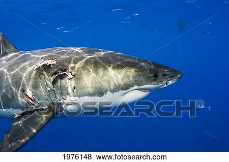 Mexico, Great White Shark (Carcharodon Carcharias) with Ripped Flesh; Guadalupe Island View Large Photo Image Stock Photo - Mexico, Great White Shark (Carcharodon Carcharias) with Ripped Flesh; Guadalupe Island. Fotosearch