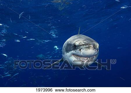 Mexico, Great White Shark (Carcharodon Carcharias); Guadalupe Island View Large Photo Image Stock Photograph - Mexico, Great White Shark (Carcharodon Carcharias); Guadalupe Island. Fotosearch