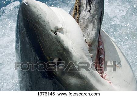 Stock Photograph - Mexico, Great White Shark (Carcharodon Carcharias) Biting Down On Bait Above Ocean Surface; Guadalupe Island. Fotosearch