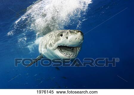Stock Photography - Mexico, Great White Shark (Carcharodon Carcharias) In Open Water; Guadalupe Island. Fotosearch