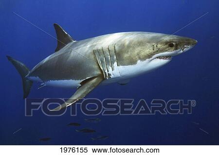 Mexico, Great White Shark (Carcharodon Carcharias); Guadalupe Island View Large Photo Image Stock Photography - Mexico, Great White Shark (Carcharodon Carcharias); Guadalupe Island. Fotosearch