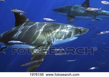 Stock Photograph - Mexico, Great White Sharks (Carcharodon Carcharias) In Blue Ocean; Guadalupe Island. Fotosearch