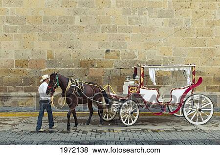 Mexico, Guadalajara, A Local Man Prepares His Horse And Carriage For The Day. View Large Photo Image Stock Photo - Mexico, Guadalajara, A Local Man Prepares His Horse And Carriage For The Day.. Fotosearch