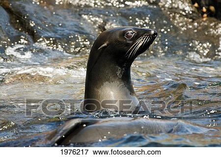 Stock Photo - Mexico, Guadalupe Fur Seal (Arctocephalus Townsendi) Poking Head Out Of Ocean Water.. Fotosearch