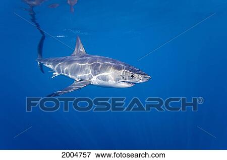 Mexico, Guadalupe, Great White Shark (Carcharodon Carcharias), Just Below Water Surface. View Large Photo Image Stock Photo - Mexico, Guadalupe, Great White Shark (Carcharodon Carcharias), Just Below Water Surface.. Fotosearch