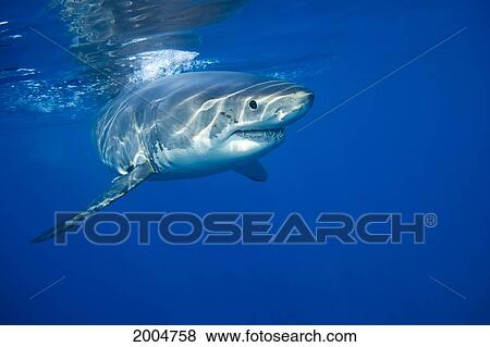 Mexico, Guadalupe, Great White Shark (Carcharodon Carcharias), Just Below Water Surface. View Large Photo Image Stock Photo - Mexico, Guadalupe, Great White Shark (Carcharodon Carcharias), Just Below Water Surface.. Fotosearch