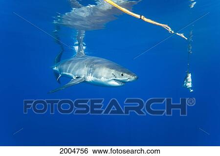 Mexico, Guadalupe, Great White Shark (Carcharodon Carcharias), Tempted With Fish Bait Just Below Water Surface. View Large Photo Image Stock Photograph - Mexico, Guadalupe, Great White Shark (Carcharodon Carcharias), Tempted With Fish Bait Just Below Water Surface.. Fotosearch