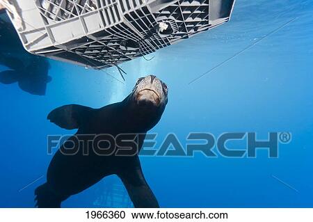 Stock Image - Mexico, Guadalupe Island, California Sea Lion (Zalophus Californianus) Swimming Towards Bait Box Meant To Attract Great White Sharks.. Fotosearch