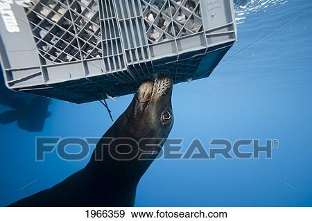 Stock Photo - Mexico, Guadalupe Island, California Sea Lion (Zalophus Californianus) Grabs Chum From Bait Box Meant For Great White Sharks.. Fotosearch