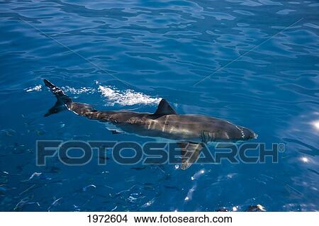 Mexico, Guadalupe Island, Great White Shark (Carcharodon Carcharias). View Large Photo Image Picture - Mexico, Guadalupe Island, Great White Shark (Carcharodon Carcharias).. Fotosearch