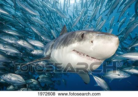 Mexico, Guadalupe Island, Great White Shark (Carcharodon Carcharias). View Large Photo Image Stock Photo - Mexico, Guadalupe Island, Great White Shark (Carcharodon Carcharias).. Fotosearch