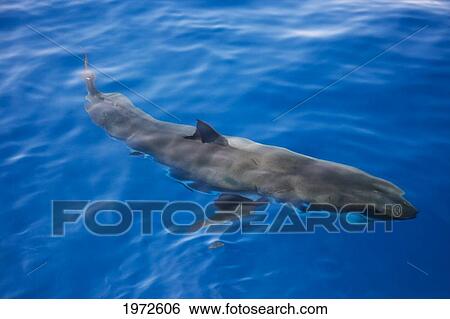Stock Photograph - Mexico, Guadalupe Island, Great White Shark (Carcharodon Carcharias).. Fotosearch