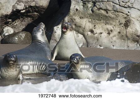 Stock Photo - Mexico, Guadalupe Island, Northern Elephant Seal Pups (Mirounga Angustirostris).. Fotosearch