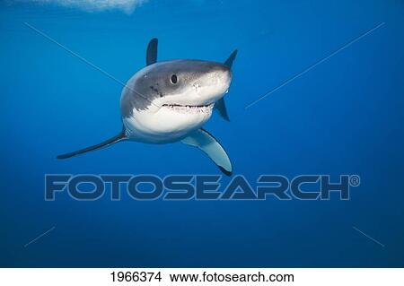 Picture - Mexico, Guadalupe Island Offshore, Great White Shark (Carcharodon Carcharias) In Deep Ocean Water.. Fotosearch