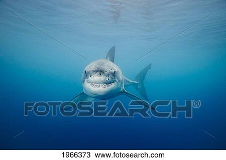 Mexico, Guadalupe Island Offshore, Great White Shark (Carcharodon Carcharias) In Deep Ocean Water, View From Front. View Large Photo Image Stock Image - Mexico, Guadalupe Island Offshore, Great White Shark (Carcharodon Carcharias) In Deep Ocean Water, View From Front.. Fotosearch