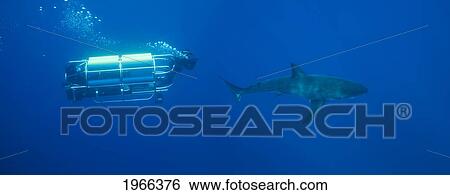 Stock Photograph - Mexico, Guadalupe Island Offshore, Divers In Powered Mobile Cage Filming Great White Shark (Carcharodon Carcharias) In Deep Ocean Water, View From Side.. Fotosearch