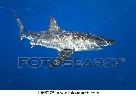 Stock Photography - Mexico, Guadalupe Island Offshore, Great White Shark (Carcharodon Carcharias) In Deep Ocean Water, View From Side.. Fotosearch