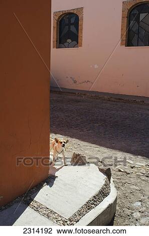 Stock Image - Mexico, Guanajuato, San Miguel de Allende, Chihuahua dog on cobblestone street. Fotosearch